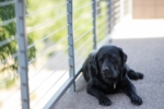 Hund kackt in die Wohnung? » Signale richtig deuten! SofortHilfe