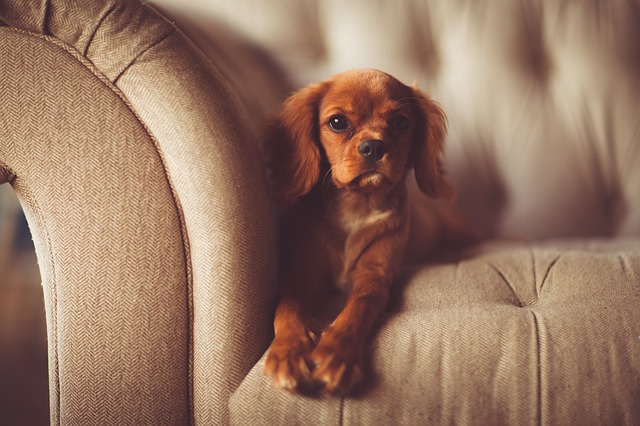 Einige kennen das Szenario, der Hund pinkelt auf Sofa. Was Du dagegen tun kannst, erfährst Du in diesem Beitrag.