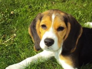 Wichtig für eine stressfreie Hundeerziehung ist, dass Du dich von deinem Hund nicht hinters Licht führen lässt