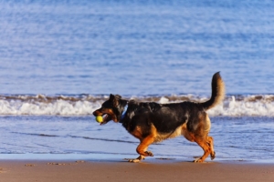 Du solltest wissen welche Bedeutung der wedelnde Schwanz eines Hundes tatsächlich hat