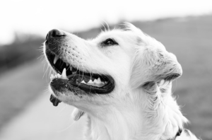 Wir empfehlen Dir, deinen Hund im Sinne einer stressfreien Erziehung deinen Hund verstehen zu lernen